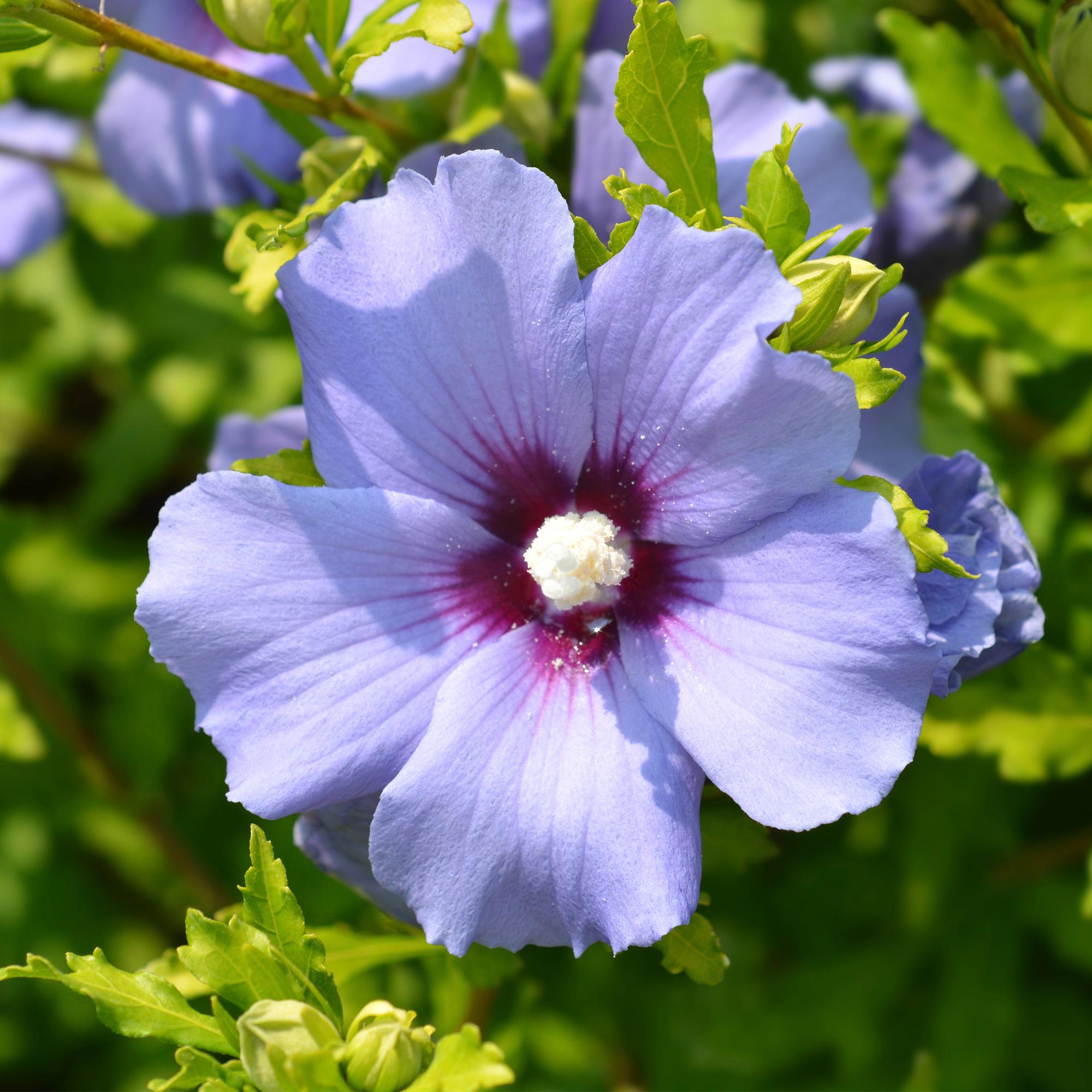 Green boutiQ – Sträucher – Hibiscus syriacus 'Oiseau Blue' – Blaue Blüte – 1 Pflanze – Laubabwerfend – Pflegeleicht – Topf: 17 cm, Höhe: 45 cm