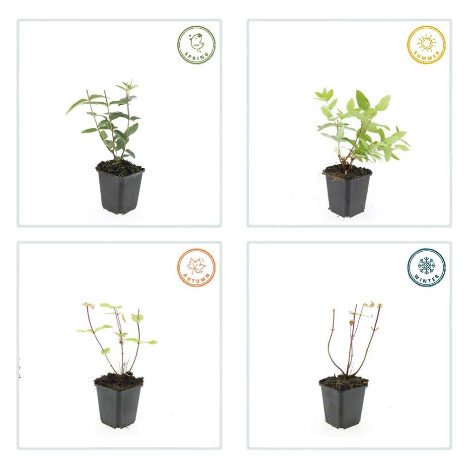 48x Hypericum inodorum - ↕10-25cm - Ø9cm