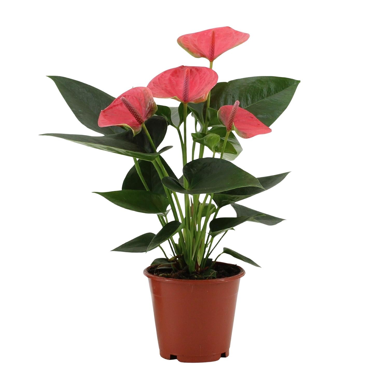 Anthurium Sweet Dream in custodia trasparente - Ø12cm - ↕36cm