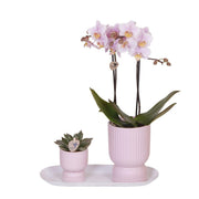 Kolibri Orchideen | Kleines, zartrosa Blumen-Pflanzenset | Grüne Pflanzen mit Phalaenopsis-Orchideen in zartrosa Dekotöpfen und einem weißen Tablett