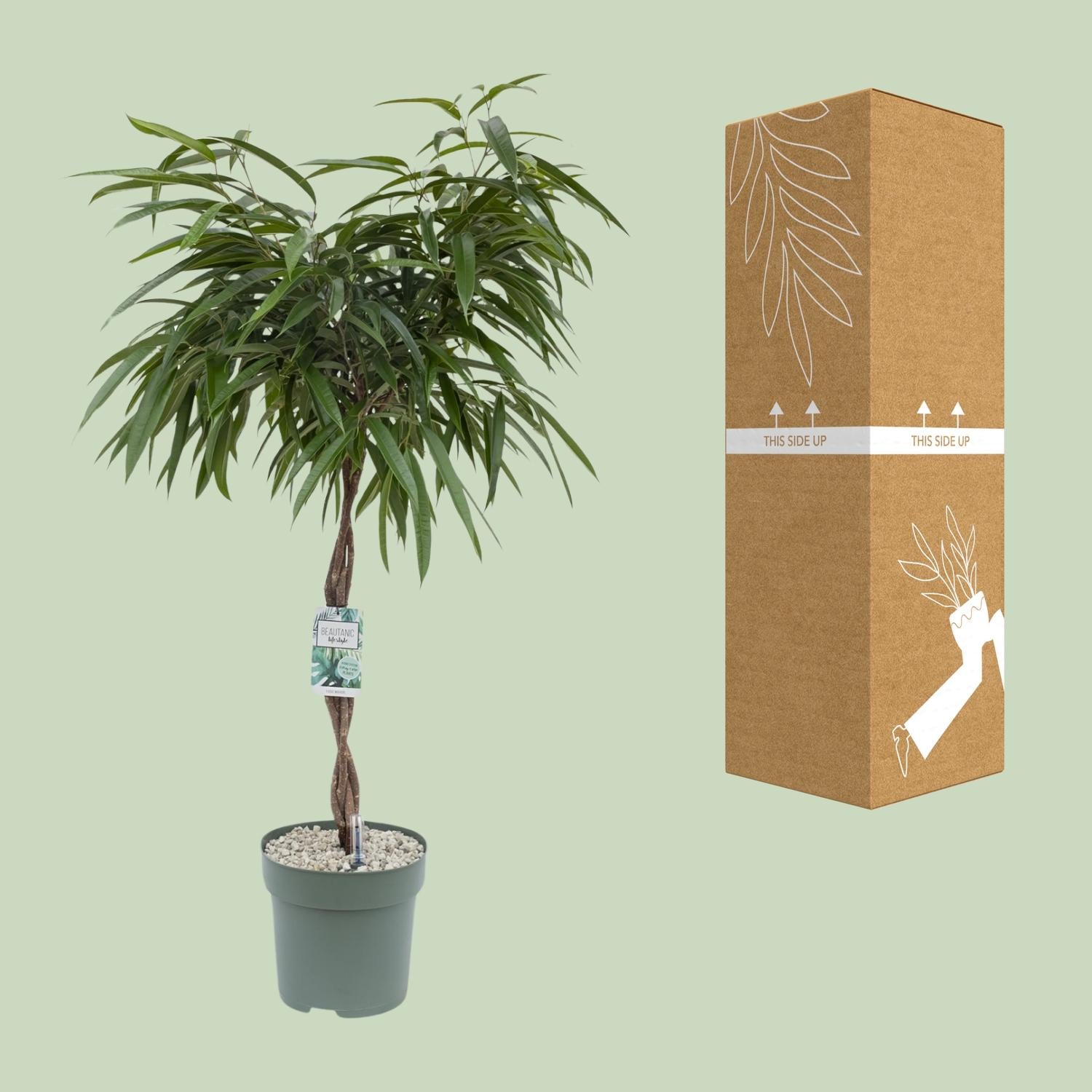 Ficus Mahori – Ø27cm – ↕120cm