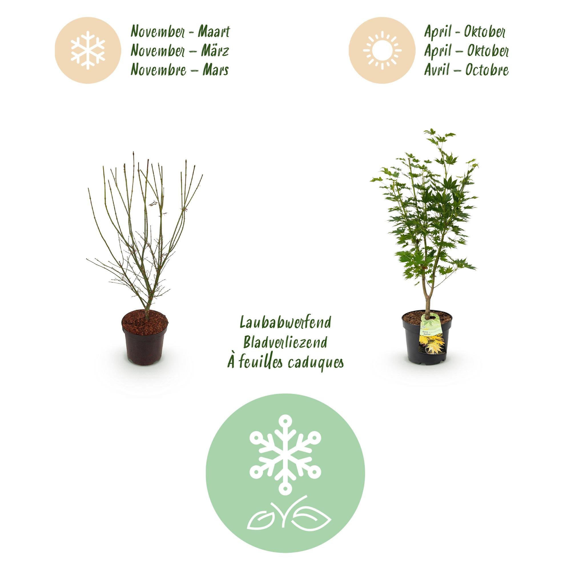 Acer palmatum Jordan - Japanse Esdoorn - Bladverliezend - Geel - 1 - Pot 26cm - Hoogte 90cm