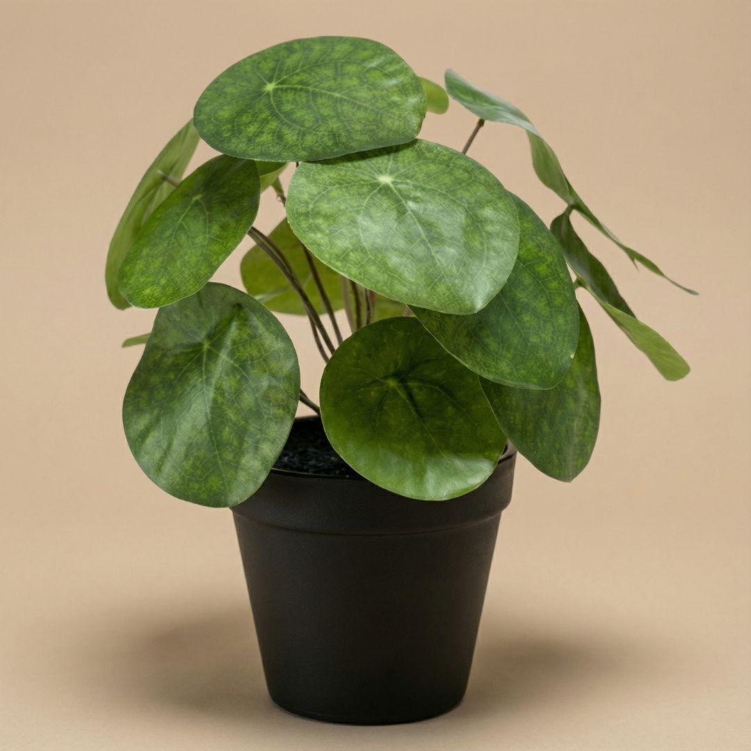 Pilea-Strauch, 25 cm, im schwarzen Topf – künstliche Pflanze