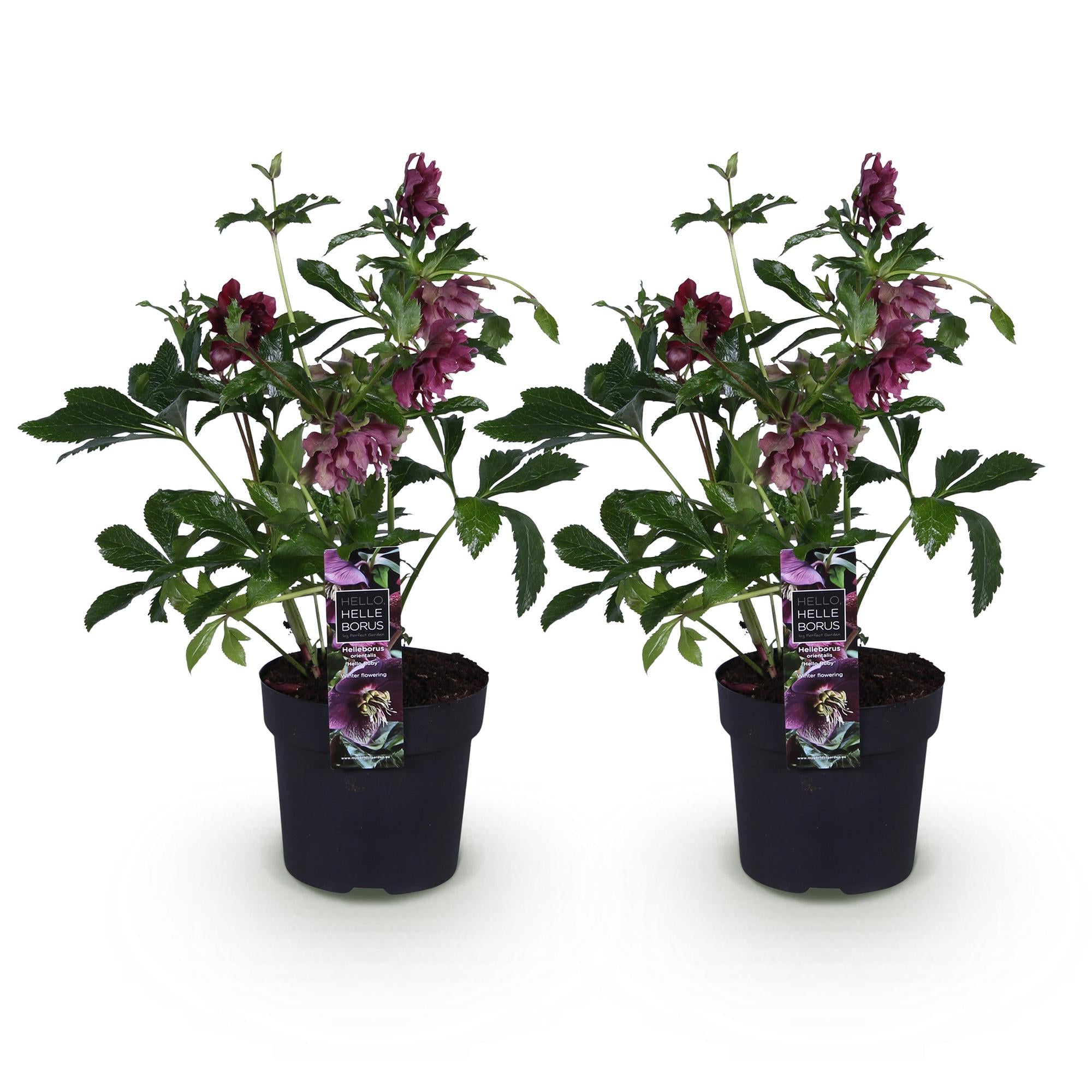 Lenten Rose - Helleborus orientalis Double Ellen Red - Rode Bloem -2 Planten - Groenblijvend - Pot 14cm Hoogte 35cm