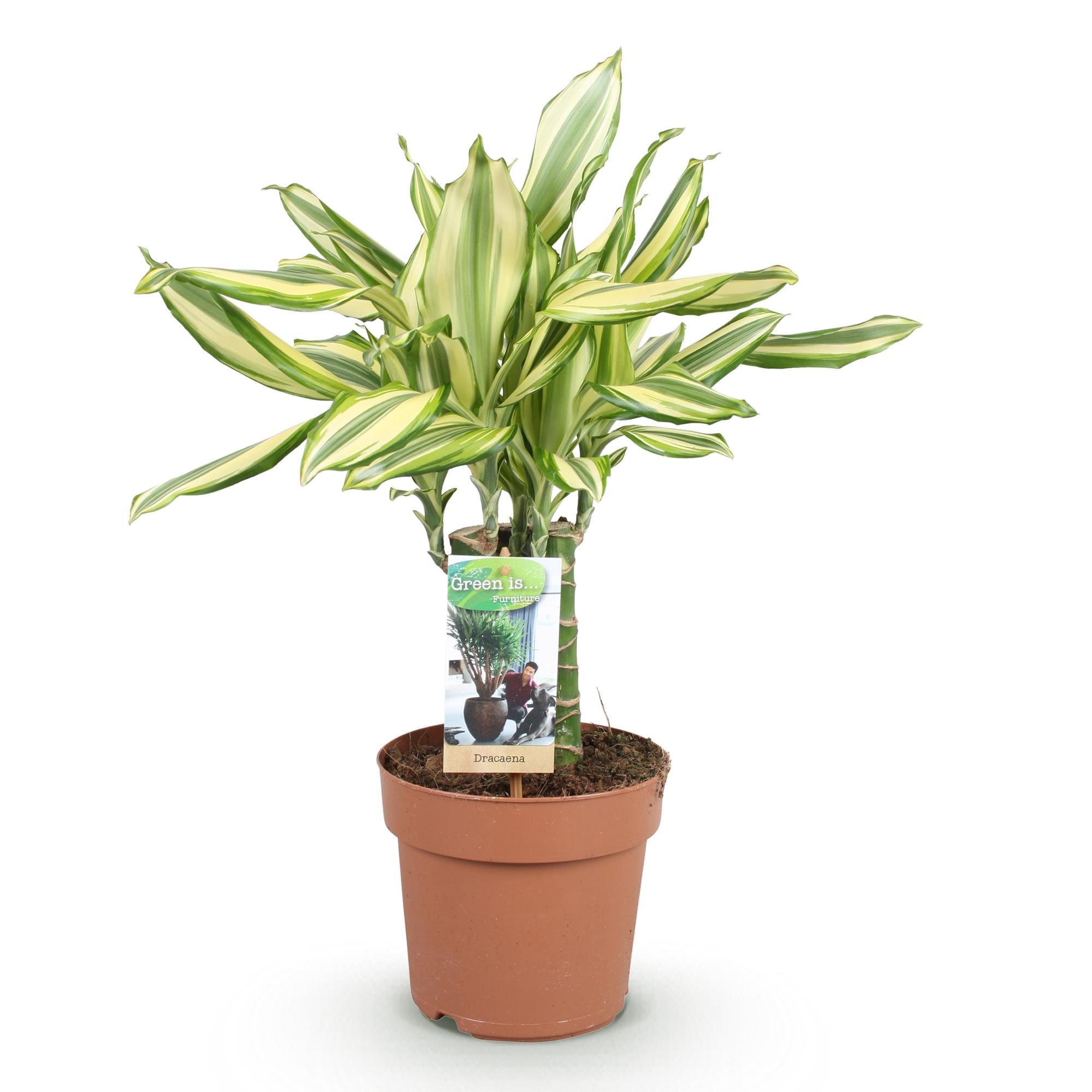 Dracaena fragrans Diamond Dream - Drakenbloedboom - Weinig onderhoud - Groen - 1 Plant - Pot 17cm - Hoogte 50-55cm