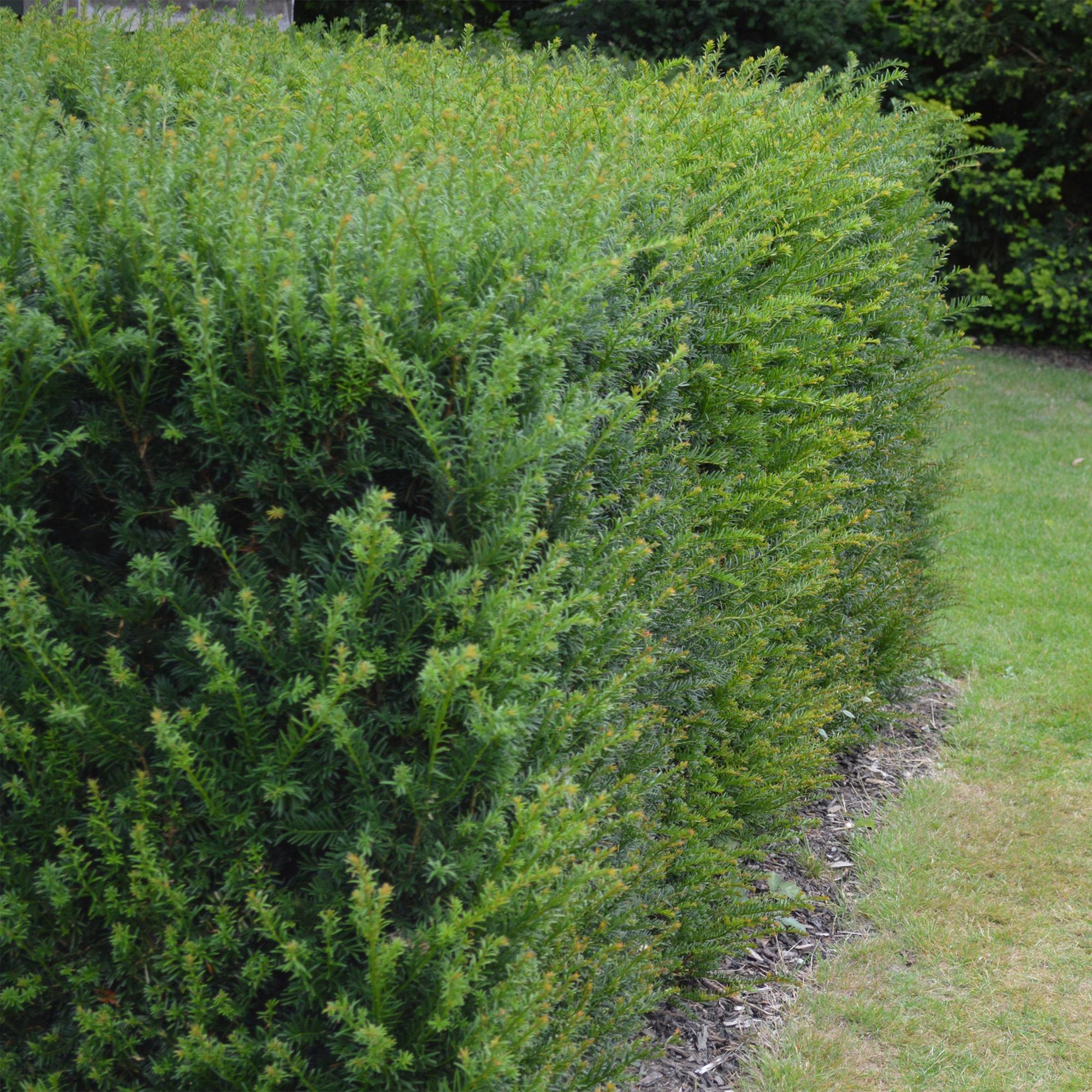 Green boutiQ – Heckenpflanzen – Eibe (Taxus baccata) – grüne Blätter – 6 Pflanzen – 1 laufender Meter – immergrün – Topf 17 cm, Höhe 60 cm