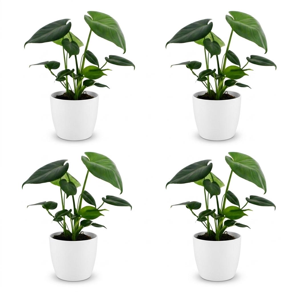 Monstera Deliciosa - Gatenplant - 4x - met Potter Wit - Pot 12cm - Hoogte - 30cm