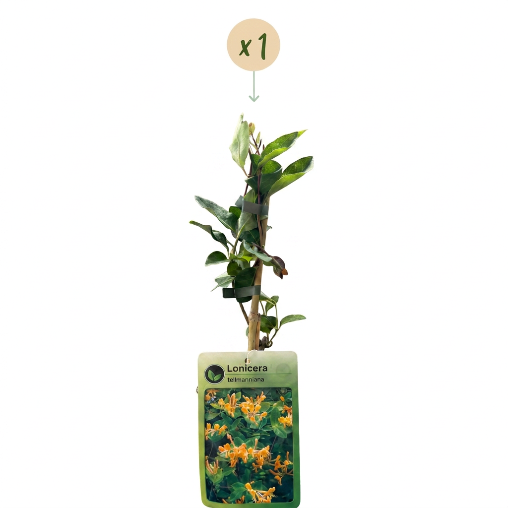 Lonicera tellmanniana - Tellmann-kamperfoelie - Oranje - Geel - Klimplant - Ø9cm - ↕35cm