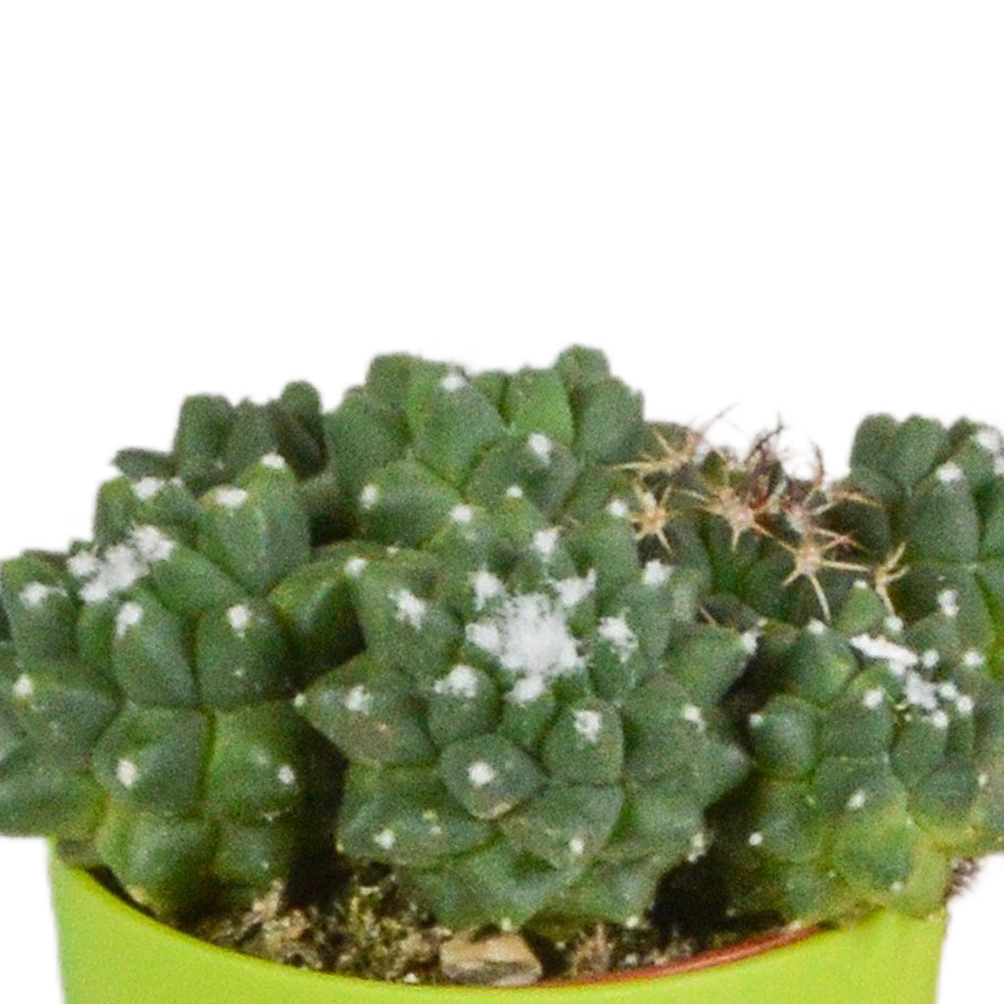 Cactus mix 5.5 cm - 5x - in gekleurde plasticpot