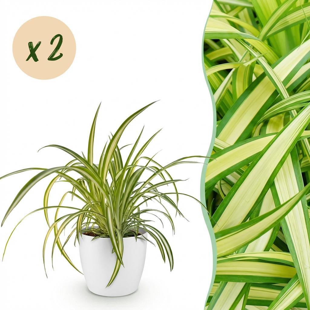 Chlorophytum comosum Variegatum - Bonte Graslelie - 2 Planten - met Potter Wit - Pot 12cm - Hoogte 20cm