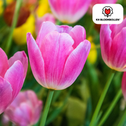 Tulpenzwiebeln Dynasty – 20er-Pack | KH Flower Bulbs® | Rosa Tulpe – Elegant & üppig – Für Garten oder Topf – Größe 11/12 – Frisch vom Züchter