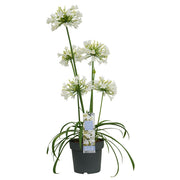 Agapanthus 'Ever White' - Ø19cm - ↕30cm