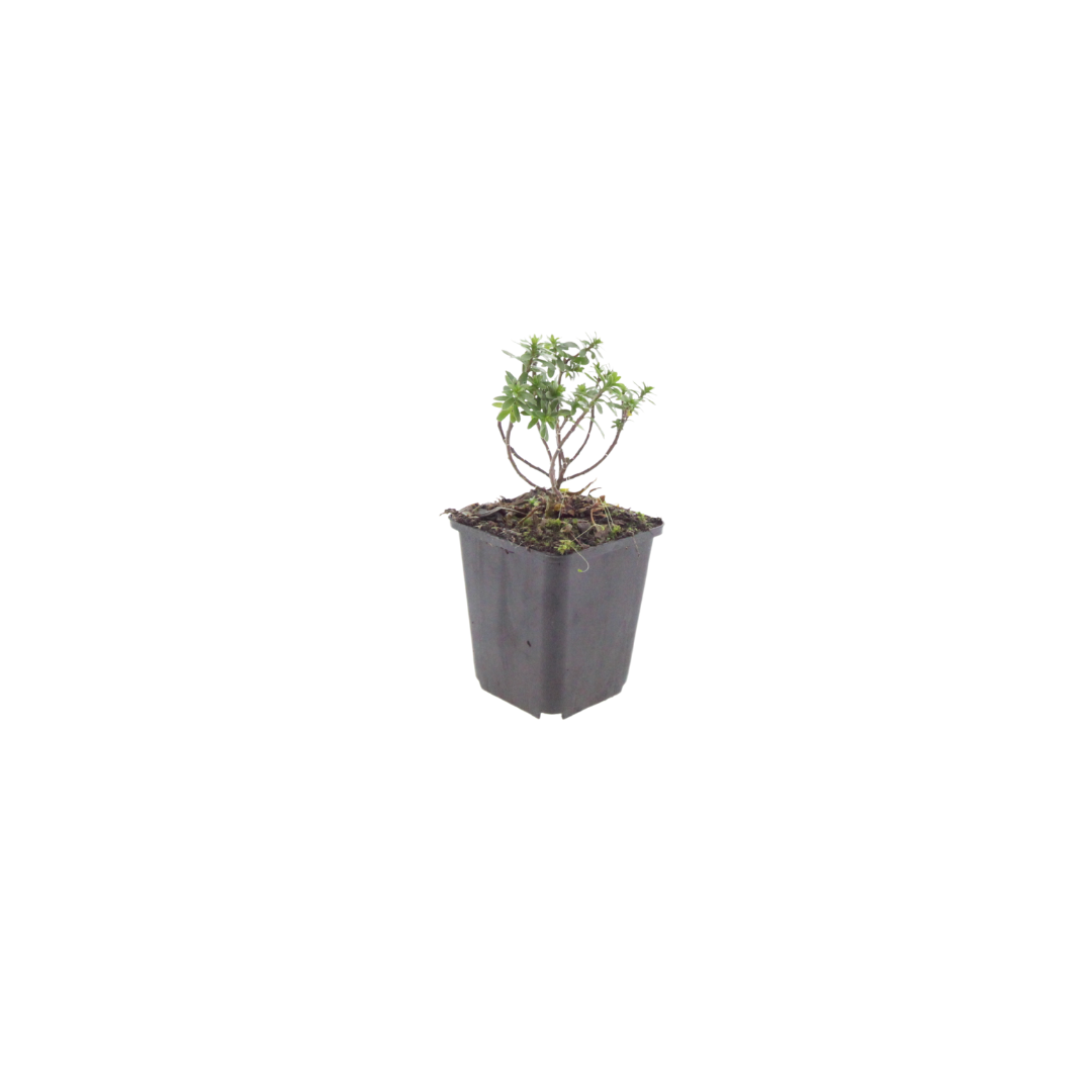 60x Iberis semp. 'Schneeflocke' - ↕10-25cm - Ø9cm