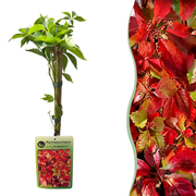 Parthenocissus quin. 'Engelmannii' - Engelmann klimop 4x - Geel - Groen - Klimplant - Ø9cm - ↕35cm