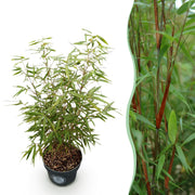 Fargesia scabrida Asian Wonder - Niet Woekerende Bamboe - Bladhoudend - Groen - 1 Plant - Pot 23 cm - Hoogte 80 cm