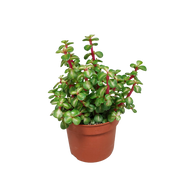 Portulacaria afra mediopicta 10.5cm - without pot