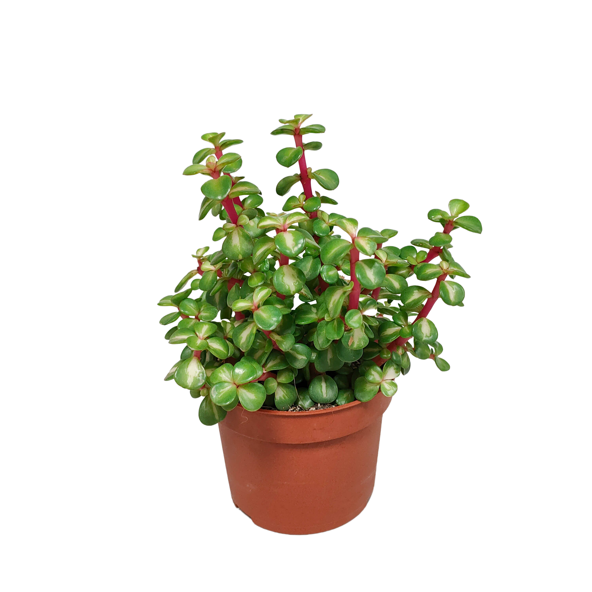 Portulacaria afra mediopicta 10.5cm - without pot