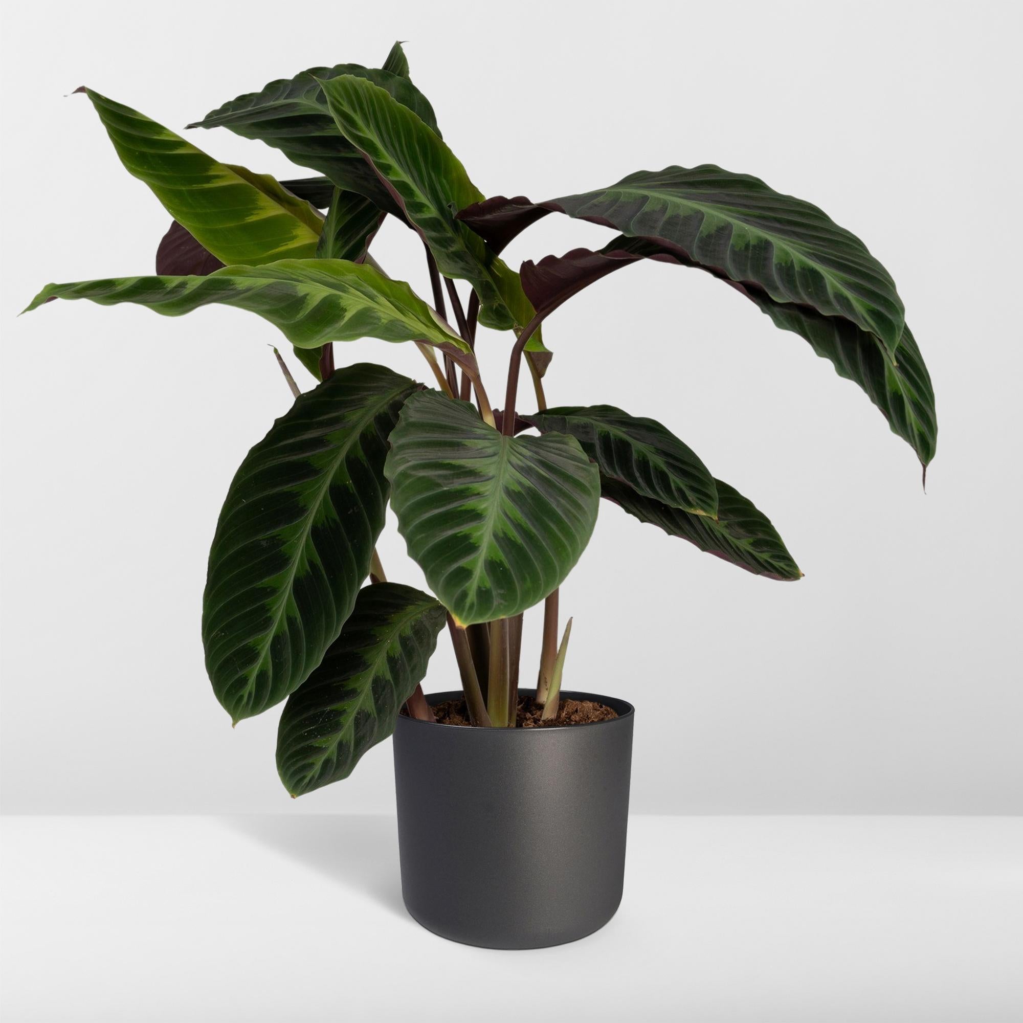 Calathea Warscewiczii - Planta pavo real - Ø19cm - ↕70cm