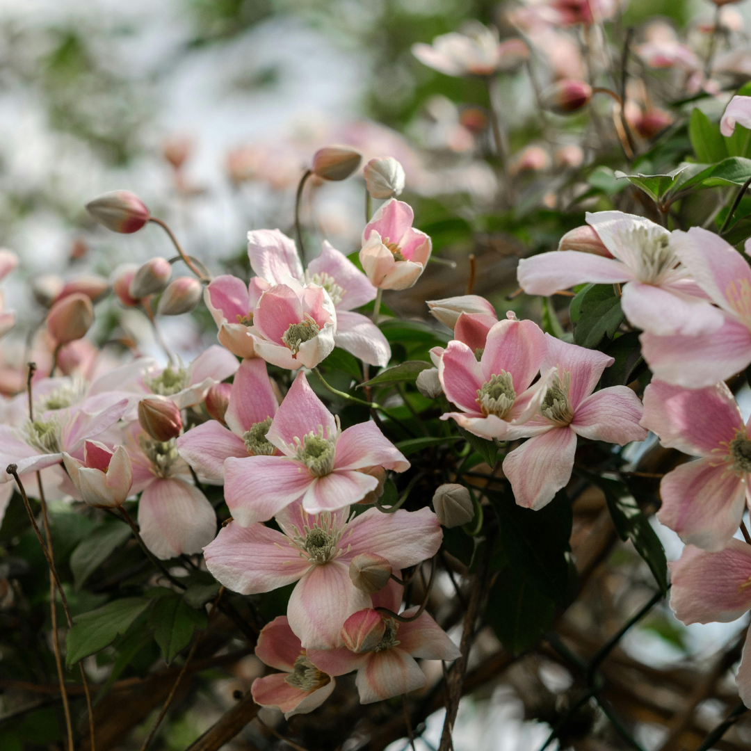 Clematis ‘Hagley Hybrid’ – P9-Topf – wunderschöne rosa blühende Kletterpflanze (6 Stück)