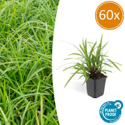 60x Carex morrowii 'Verde Irlandés' - ↕10-25cm - Ø9cm