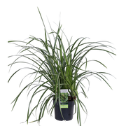 Carex morrowii 'Jäätanssi' - Ø14cm - ↕30cm