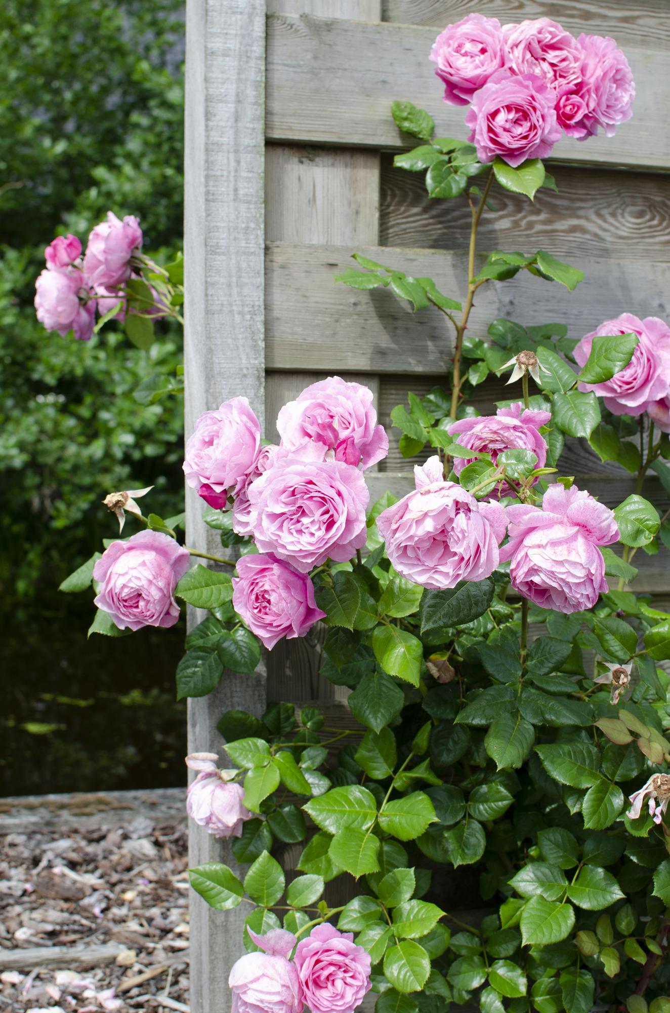Rosa 'Pink' de Crazy in Love - Rosa rosa - Ø15cm - ↕65cm