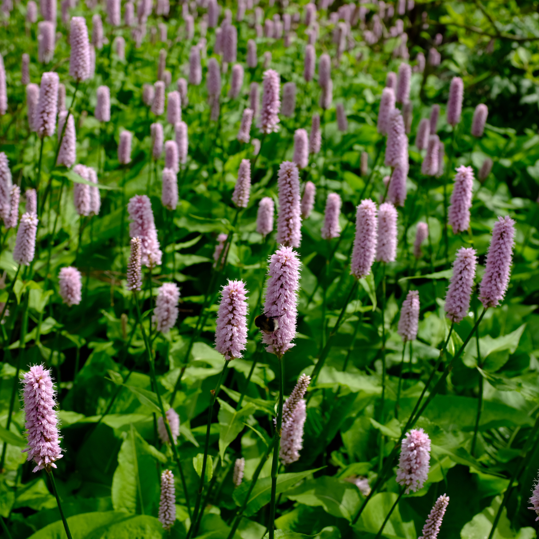 6x Persicaria aff. 'Superba' - ↕10-25cm - Ø9cm