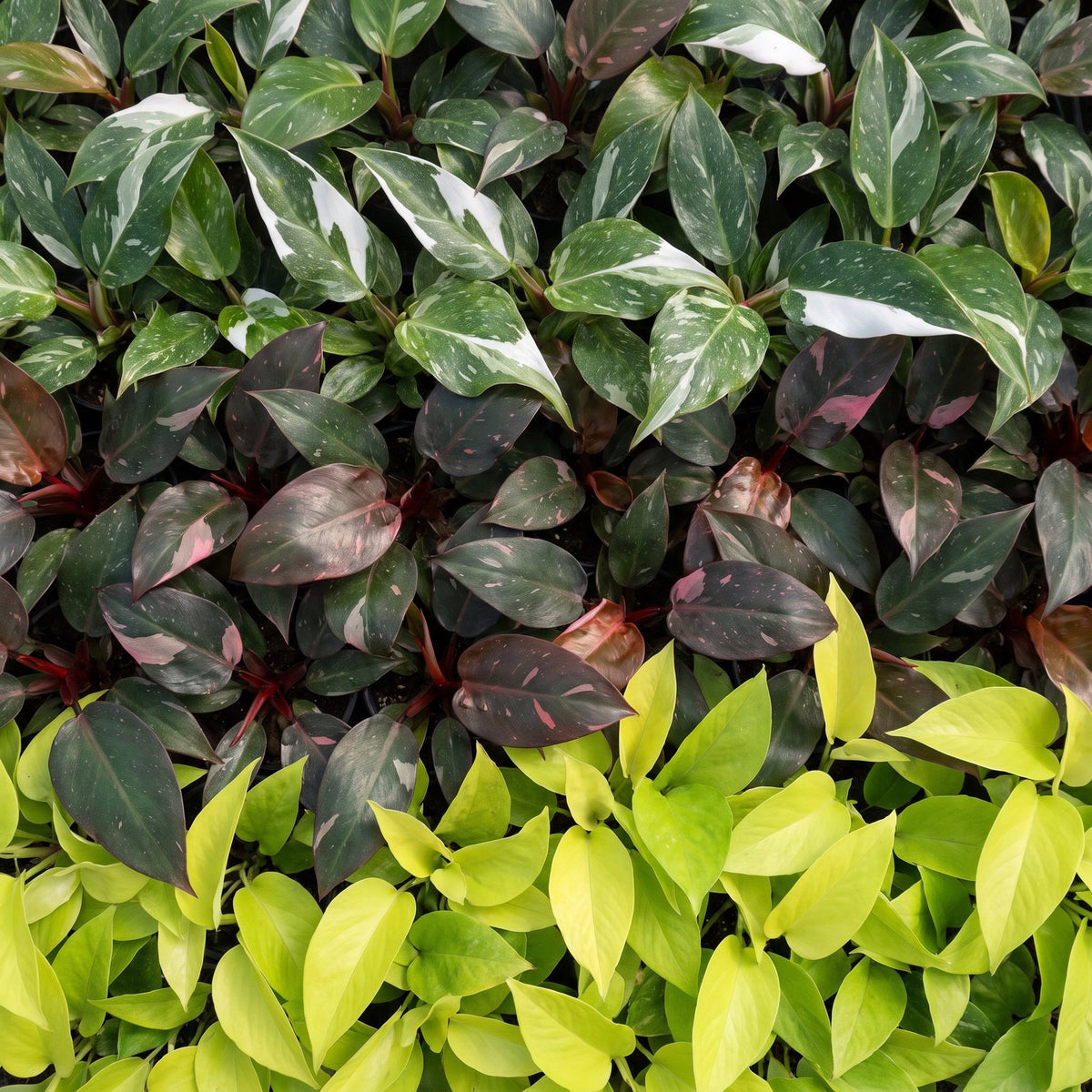 Baby Philodendron Tricolour 3x - Wit - Roze - Geel - Groen - Tropisch - Ø6cm - ↕10-15cm