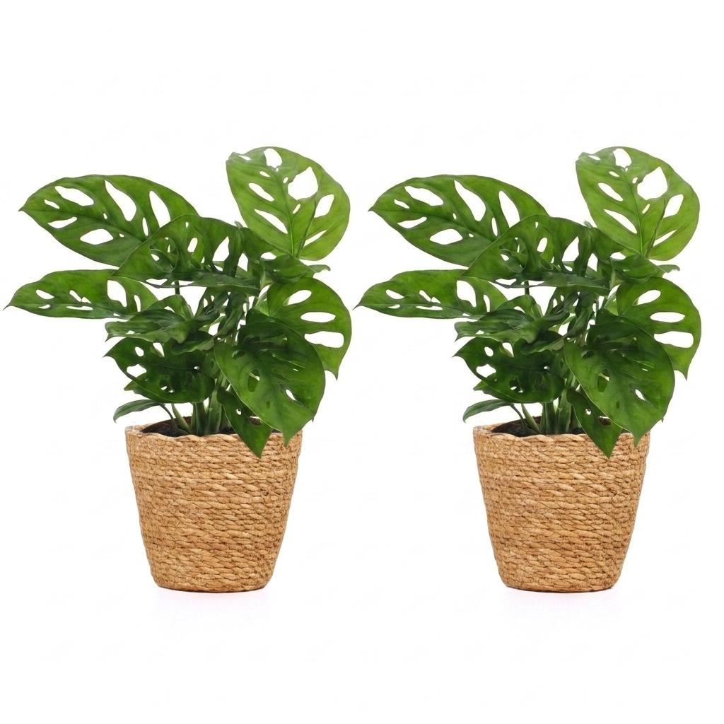 Monstera Adansonii - Rhaphidophora Tetrasperma - 2x - met Mand - Pot 12cm - Hoogte - 25cm