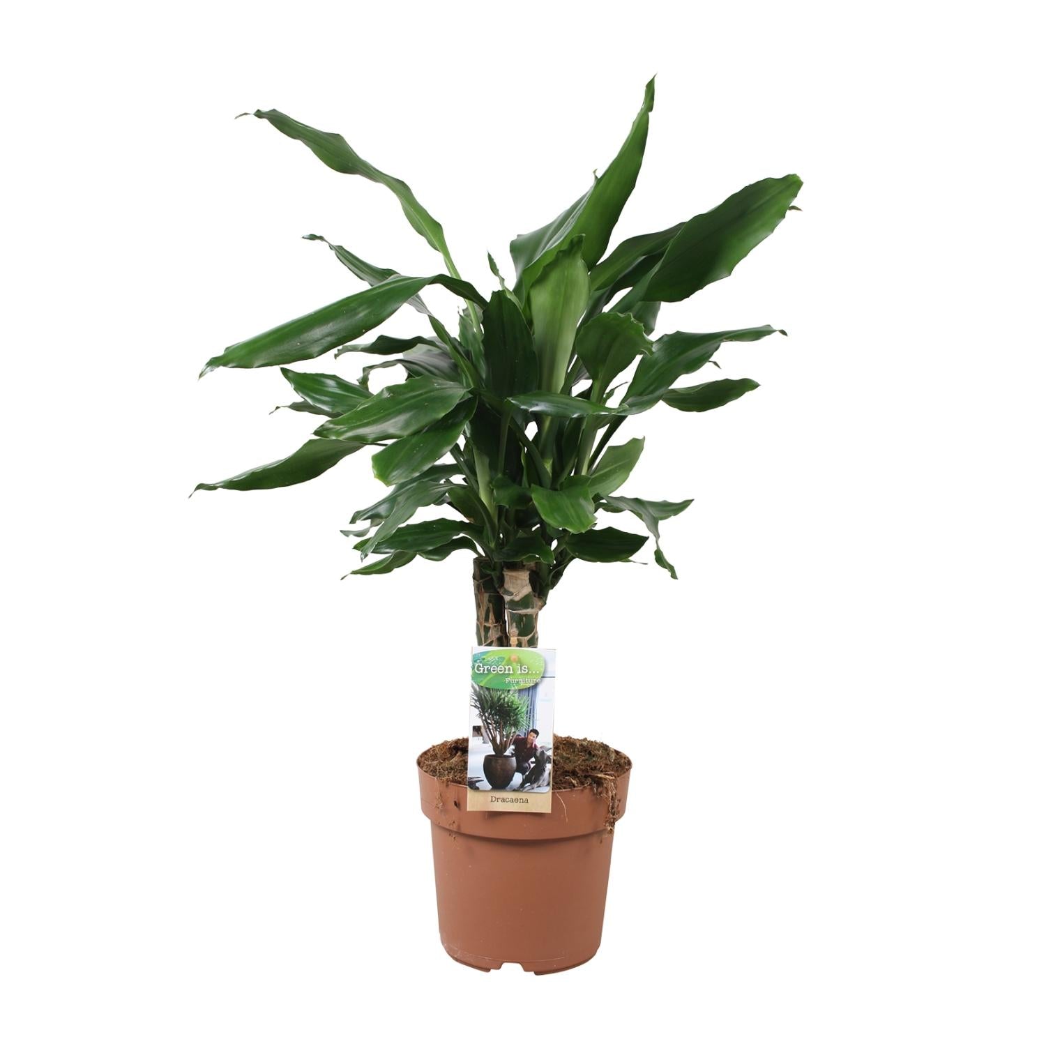 Dracaena Fagrans Steudneri Grün - Ø17cm - ↕55cm