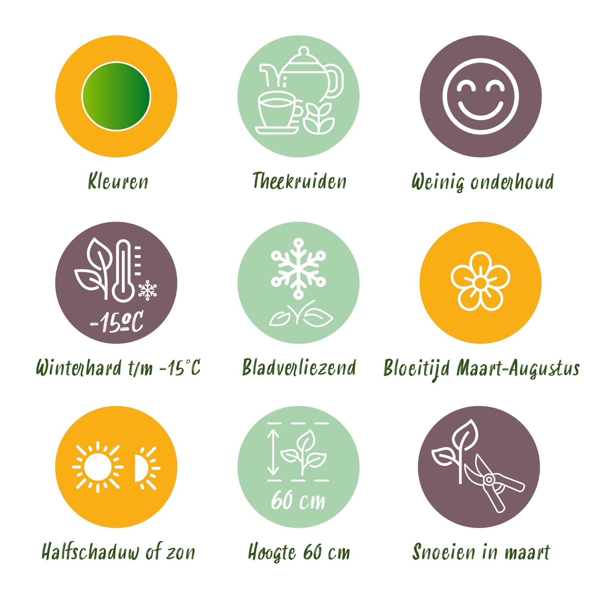 Green boutiQ – Beet-Set – Teekräuter – 8 Stauden – 1 m² – Verschiedene Farben – Pflegeleicht – 11-cm-Topf