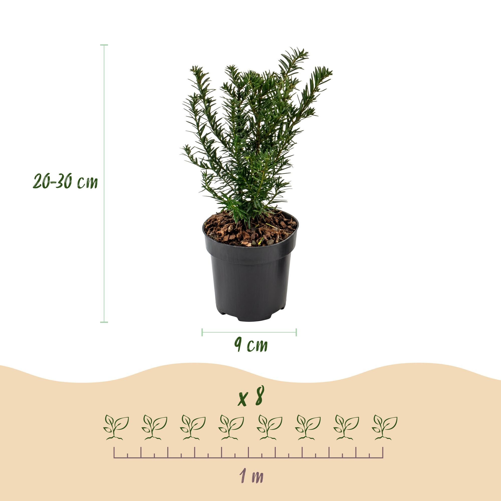 Taxus baccata - Venijnboom 40x - Haagplanten - Groenblijvend - Groen - Pot 9cm - Hoogte 20-30cm