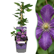 Clematis Etoile Viol - Bosrank 2x - Paars - Klimplant - Ø9cm - ↕35cm