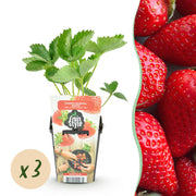 Aardbei - Fragaria Elsanta - Winterhard - 3 Planten - Pot 9 cm - Rode Aardbei