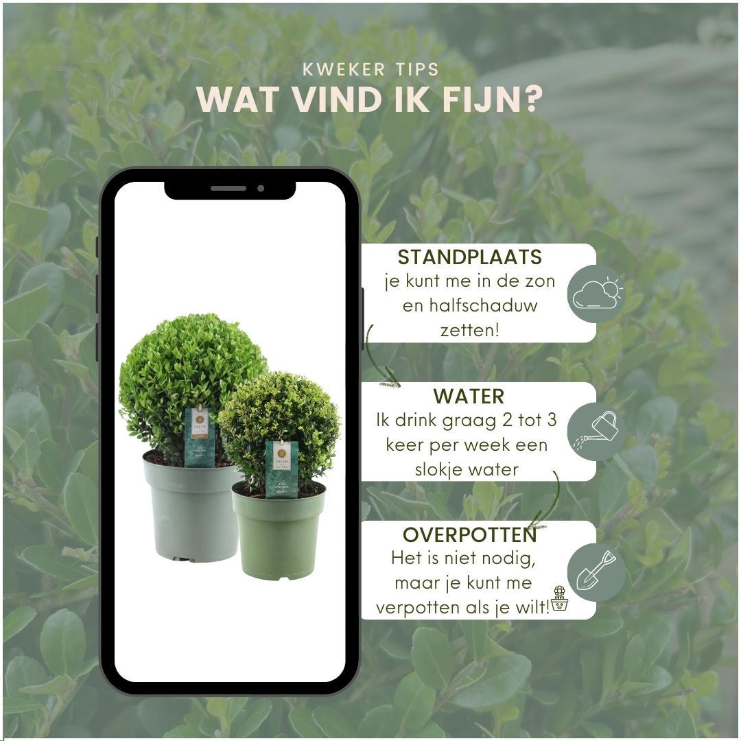 1x Ilex crenata 'Jenny' Kugel 20 cm Ø & 1x Kugel 25 cm Ø | 2er-Set