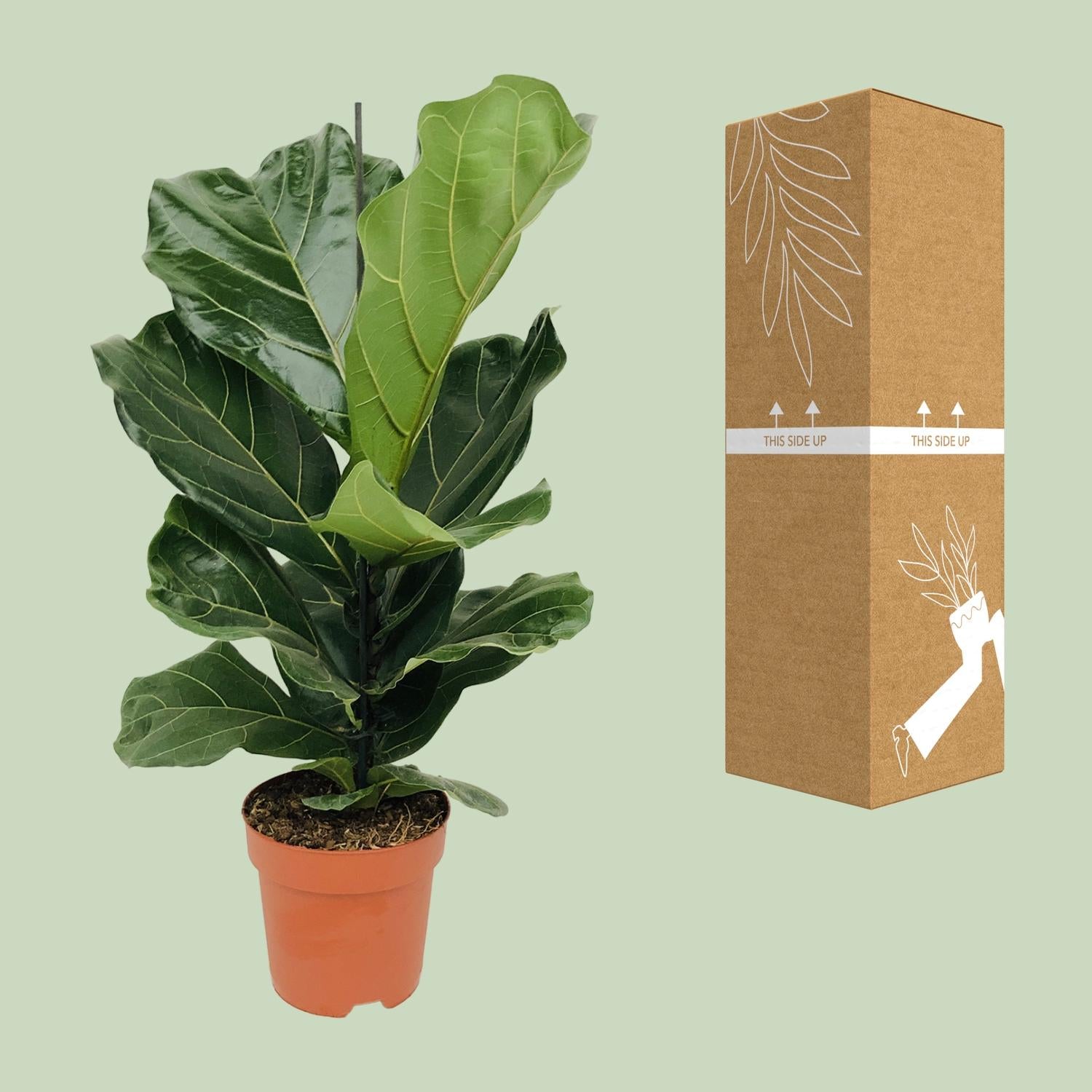 Ficus Lyrata - Ø17 cm - ↕75 cm