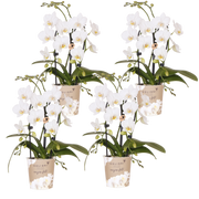 Kolibri Orchids | Combi Deal - 4 Witte Phalaenopsis Orchideeën Niagara Fall White - Ø9 cm