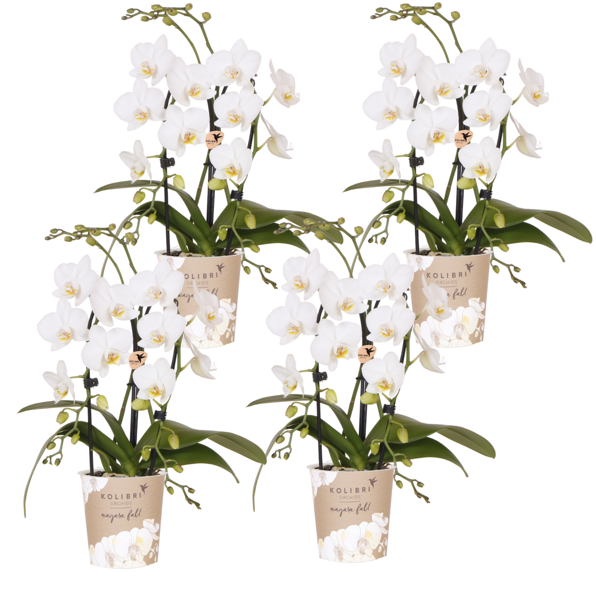 Kolibri Orchids | Combi Deal - 4 Witte Phalaenopsis Orchideeën Niagara Fall White - Ø9 cm