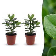 Clusia Princess - Clusia - 2x - Pot 12cm - Hoogte - 40cm