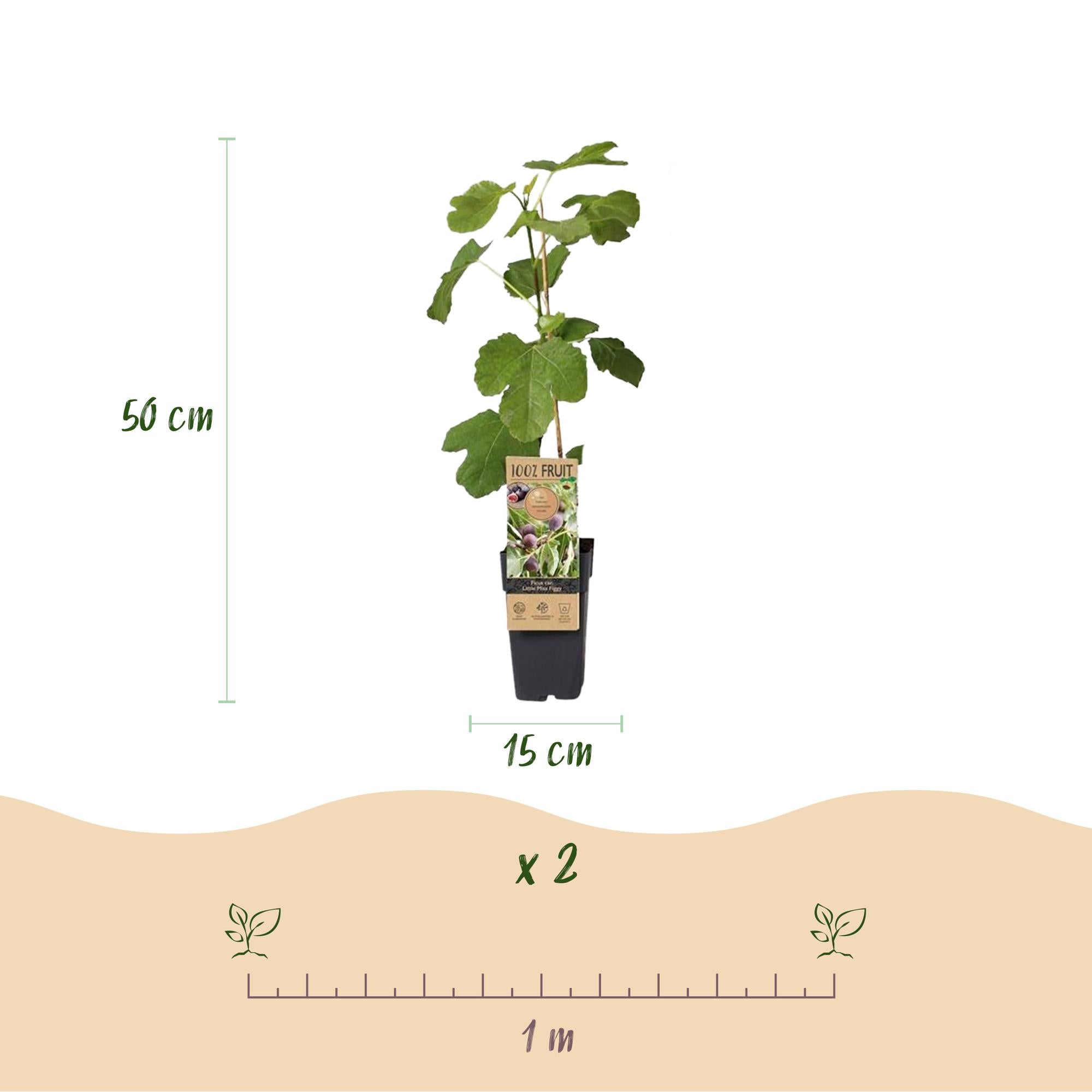 Green boutiQ - Obstpflanze - Feigenbaum - Ficus carica Little Miss Figgy - Rote Frucht - 2 Pflanzen - Topf 15cm Höhe 50cm