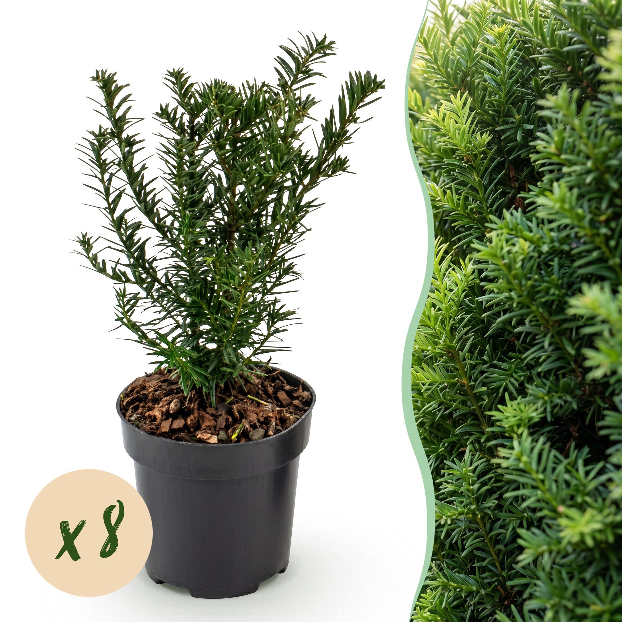 Taxus baccata - Venijnboom 8x  - Haagplanten - Groenblijvend - Groen - Pot 9cm - Hoogte 20-30cm