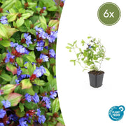 6x Ceratostigma plumbaginoides  - ↕10-25cm - Ø9cm