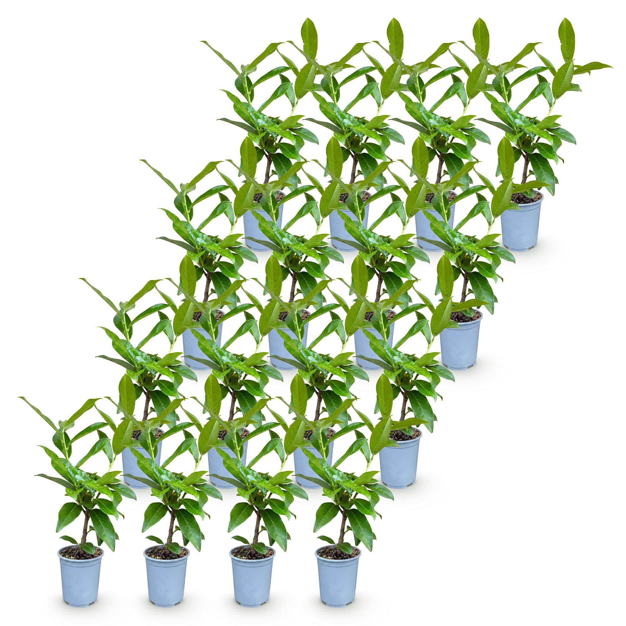 Prunus laur. Novita - Laurierkers 16x  - Haagplanten - Groenblijvend - Groen - Pot 9cm - Hoogte 25-35cm