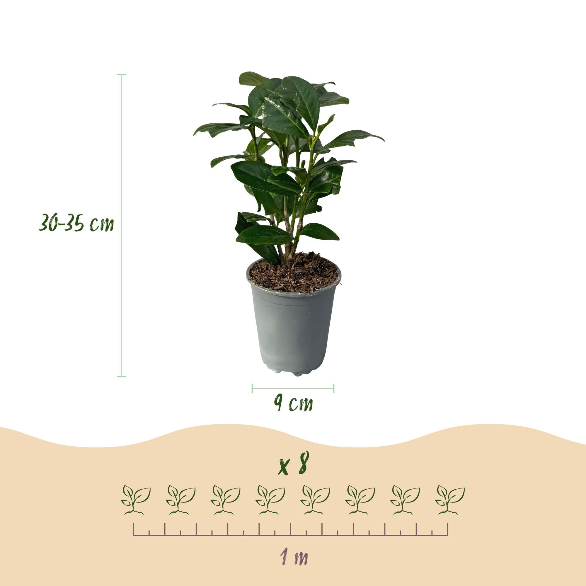 Prunus laurocerasus Novita - blad groen - 8 planten - 1 strekkende meter - groenblijvend - pot 9cm hoogte 30-35cm