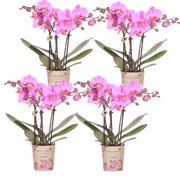 Kolibri Orchids | Combi Deal - 4 Roze-Paarse Phalaenopsis Orchideeën Mineral Frederikstad - Ø9 cm