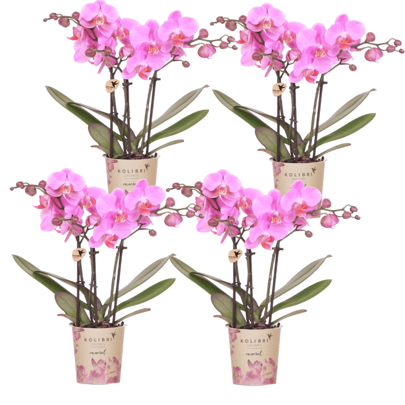 Kolibri Orchids | Combi Deal - 4 Roze-Paarse Phalaenopsis Orchideeën Mineral Frederikstad - Ø9 cm
