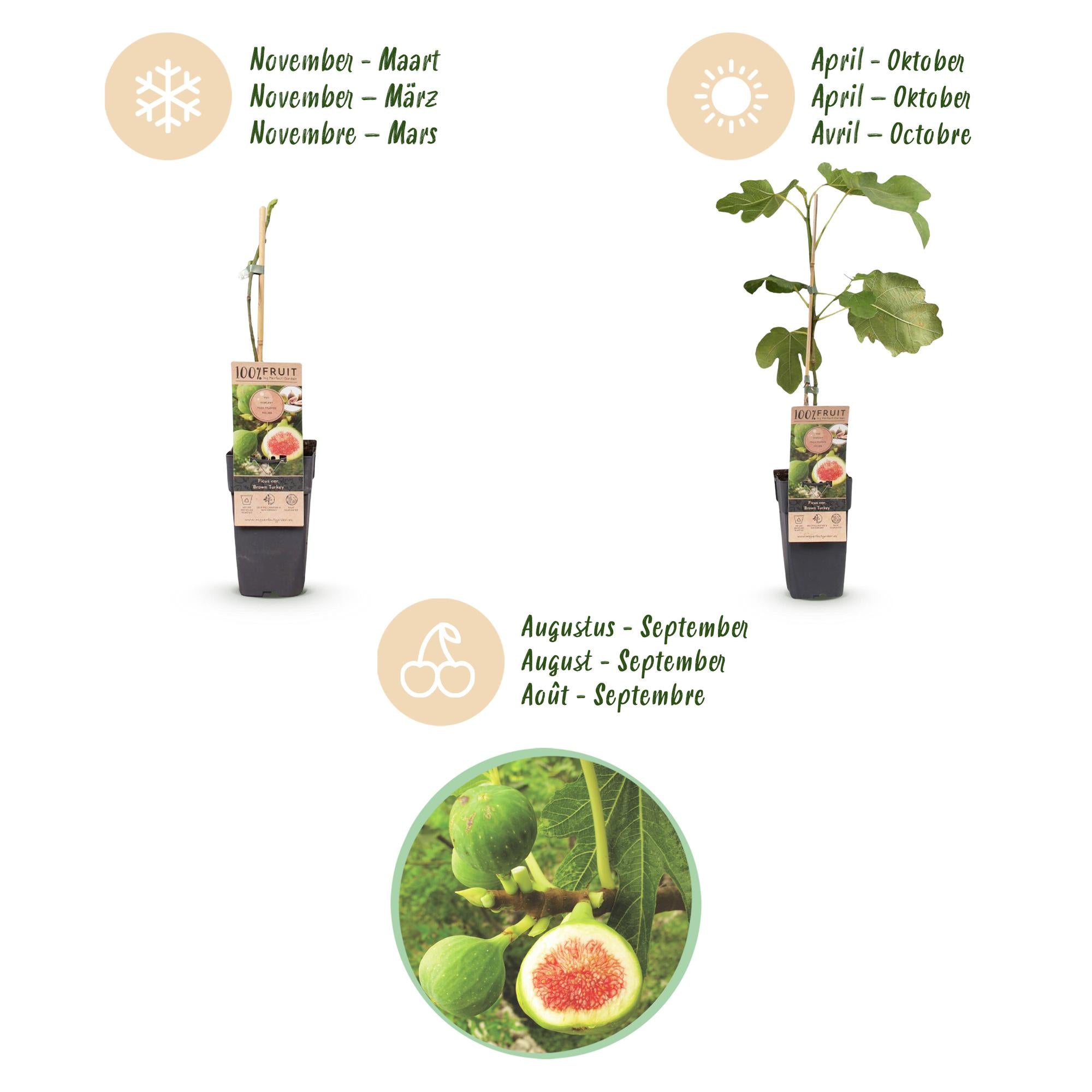 Ficus carica Brown Turkey - Vijgenboom - Winterhard - Groen - Paarse Vrucht - 2 Planten - Pot 15cm - Hoogte 50cm