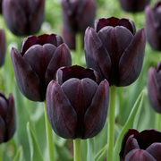 70x Tulipa Black - Цибулини квітів - Чорний тюльпан - Чорний - Весняний квітучий - Розмір цибулини 10/11