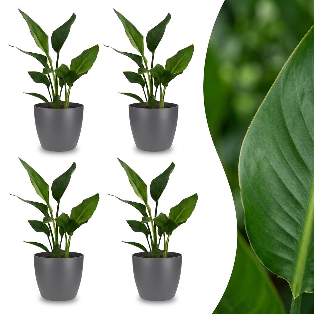 Strelitzia Reginea - Paradijsvogelbloem - 4x - met Potter Grijs - Pot 12cm - Hoogte 35cm