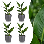 Strelitzia Reginea - Paradijsvogelbloem - 4x - met Potter Grijs - Pot 12cm - Hoogte 35cm